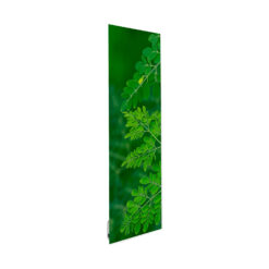 Feuille acacias
