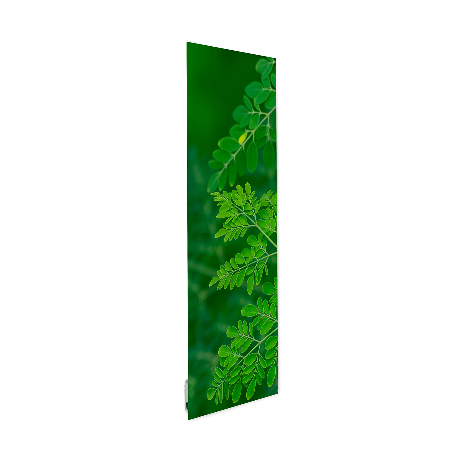 Feuille acacias