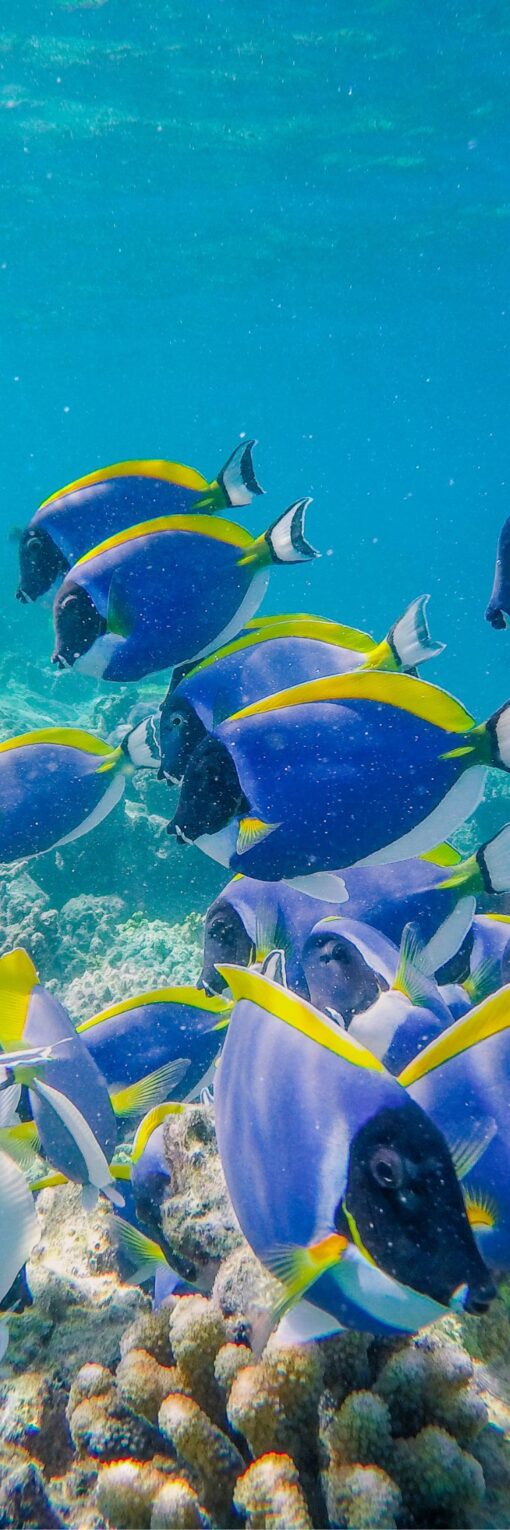 Radiateur Décoratif Design et Tendance | Chauffage Économique, Haute Performance & 32 Coloris 🔥 | Poissons – Image 2